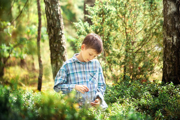 Cute child boy harvesting a sweet blueberry from the bush in a forest