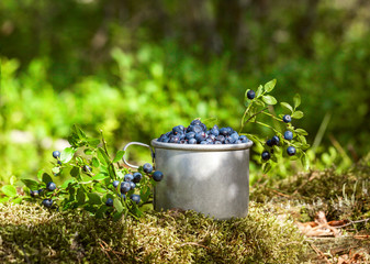 Full bowl cup of freshly picked wild blueberries in green forest.