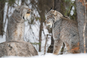Canadian lynx in the wild