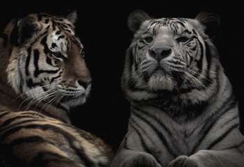 Siberian tiger and an albino tiger isolated on a black background