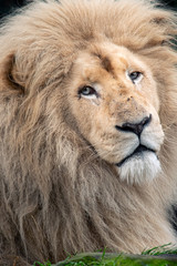 Endangered white male barbary lion closeup portrait