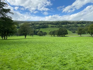 Pastoral view, with an extensive meadow, old trees and hills in the distance near, Aysgarth, Leyburn, UK