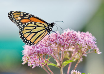 Fototapeta na wymiar Media type: Photos A profile view of a Monarch butterfly (Danaus plexippus) feeding on the pale pink blossoms of Joe-Pye weed. (Eupatorium purpureum). Closeup. Copy space.