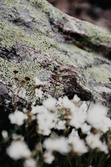 piece of natural rock in the wild texture place for text