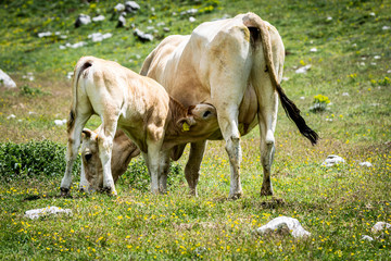 vitello di pascolo allo stato brado che si nutre del latte della madre, al lago della duchessa