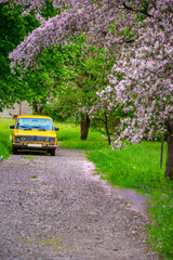 Obraz premium yellow car