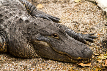 The American alligator (Alligator mississippiensis), sometimes referred to colloquially as a gator is a large crocodilian reptile endemic to the southeastern United States.
