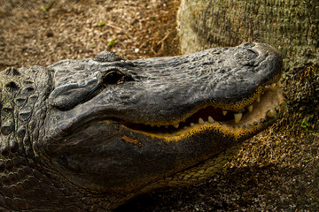 The American alligator (Alligator mississippiensis), sometimes referred to colloquially as a gator is a large crocodilian reptile endemic to the southeastern United States.