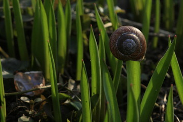 snail on a leaf