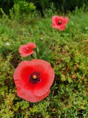 red poppy flowers