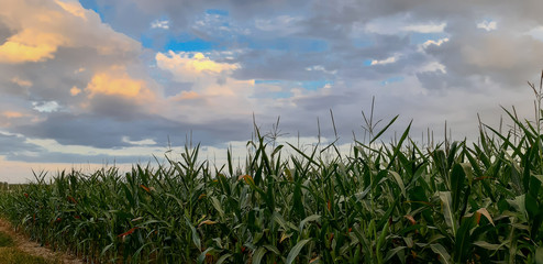 Duże pole zielonej kukurydzy.