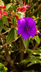 Flor morada en fondo verde