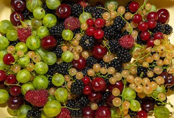 Freshly picked ripe berries: raspberries, blackberries, gooseberries, currants, cherries close-up. A mixture of berries