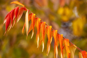  jesień kolory.JPG © Robert Borek