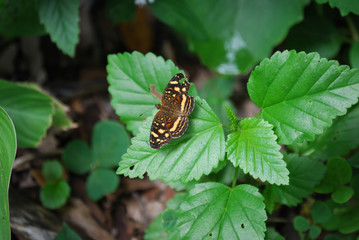 Jardín Botánico de UCV, Caracas