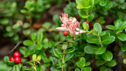 Pink cowberry flower among green plant leaves  in meadow in the forest