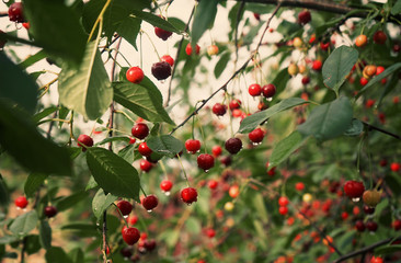 branch of red cherry in the rain close up