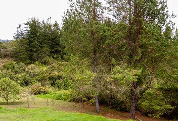 Bosque