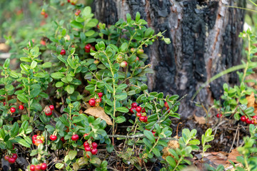 Small green wild cowberry bushes with red mature berries grow under a tree in the forest