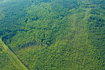 A view from a drone, a bird's-eye view of a coniferous forest. Forest, coniferous forest, green color, background, background green, summer, daylight, forest structure.