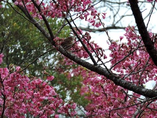 Bird lands on tree covered with cherry blossoms.