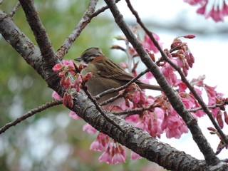 Pássaro pousa em árvore coberta de flores de cerejeira.