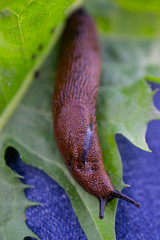 brown snail, macro photo of a snail