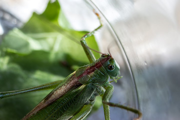 Green grasshopper on the leaf
