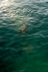 Fototapeta premium Fresh vertical image of a man submerged in the ocean, transparent water, and fishes around him. Letting yourself go, finding peace in nature. Cala Salada, Ibiza, Spain.