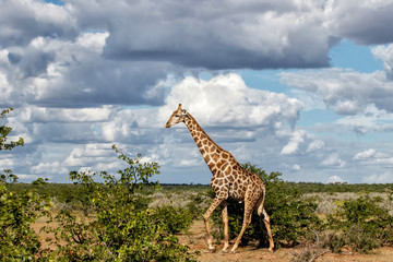 Giraffe male walking in Mashatu Game Reserve in the Tuli Block with a beautful sky in Botswana