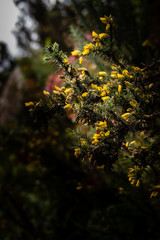 Flores