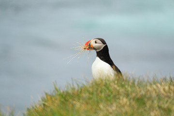 Atlantic Puffin posing at the Shore of Latrabjarg, Iceland