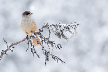 Beautiful and cute bird, Siberian jay, Perisoreus infaustus, sitting on an old branch on snowy...
