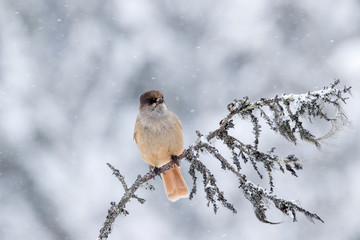 Beautiful and cute bird, Siberian jay, Perisoreus infaustus,  sitting on an old branch on snowy winter day in Kuusamo, Finland, Northern Europe