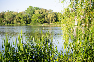 landscape, summer park green trees and lake, river and park