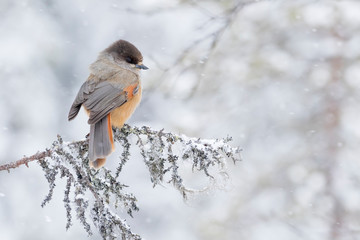 Cute colorful passerine bird, Siberian jay, Perisoreus infaustus, perched on an old branch in snowfall on a cloudy winter day in Finnish taiga forest