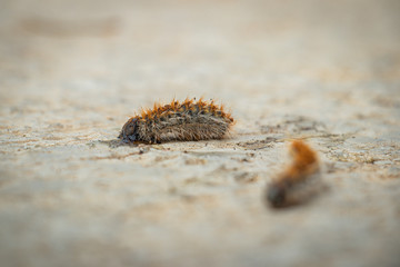 caterpillar on the beach