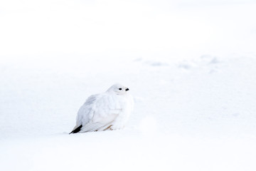 The willow ptarmigan (Lagopus lagopus) standing in the snow on a gloomy winter day