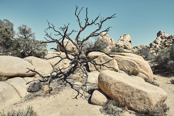 Joshua Tree National Park barren landscape, color toned picture, California, USA.