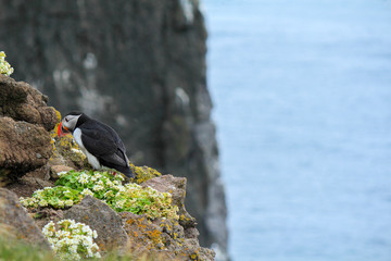 Atlantic Puffin posing at the Shore of Latrabjarg, Iceland