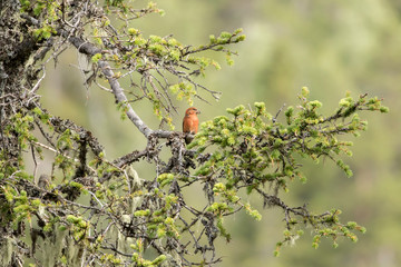 Beaytiful male red crossbill, Loxia curvirostra, on a branch in its natural habitat in Finnish nature