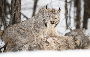 Canadian lynx in the wild