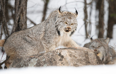 Canadian lynx in the wild