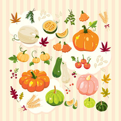 Illustration of autumn pumpkins.Illustrator 10 eps.