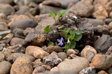 Small violet blooming between stones in a dry riverbed