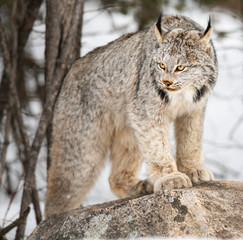 Canadian lynx in the wild