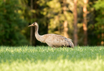 Fototapeta premium The common crane (Grus grus, Eurasian crane) feeding on the field