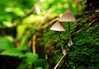 A pair of delicate light-beige mushrooms with caps that look like umbrellas and fluffy white 