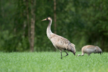 The common crane (Grus grus, Eurasian crane) feeding on the field
