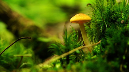 Light yellow mushroom with a convex cap on a thin stalk among bright green grass and moss in the forest, in its natural environment. Close-up. Macro.
